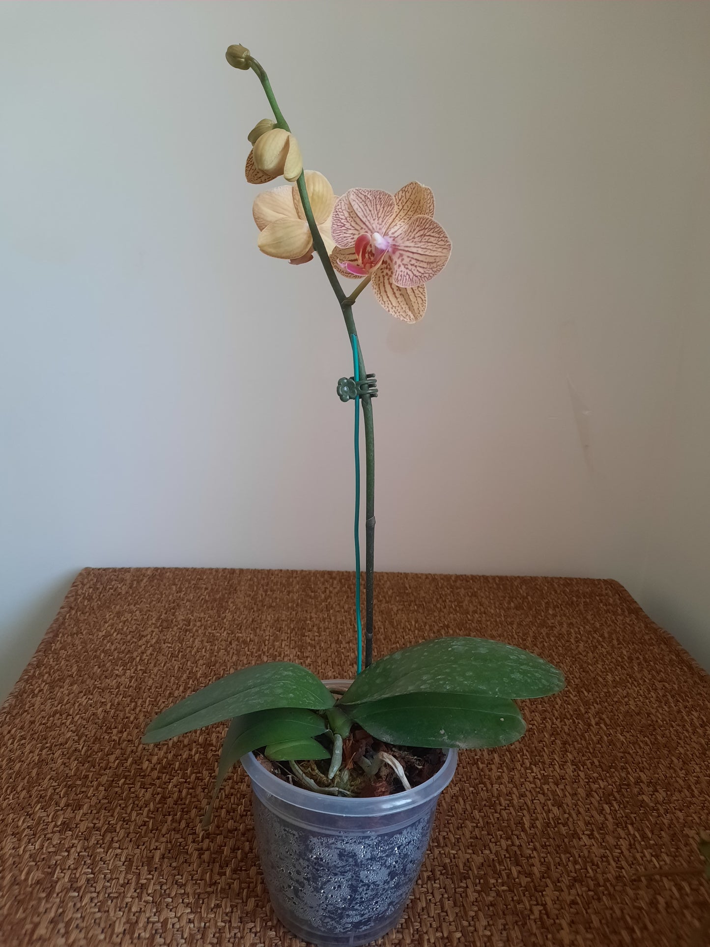 Phalaenopsis orchid with blooms