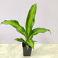 Dracaena Massangeana Giganta Plant 8.5 cm pot