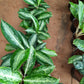 Chinese Evergreen /Aglaonema spp in 6inch nursery pot