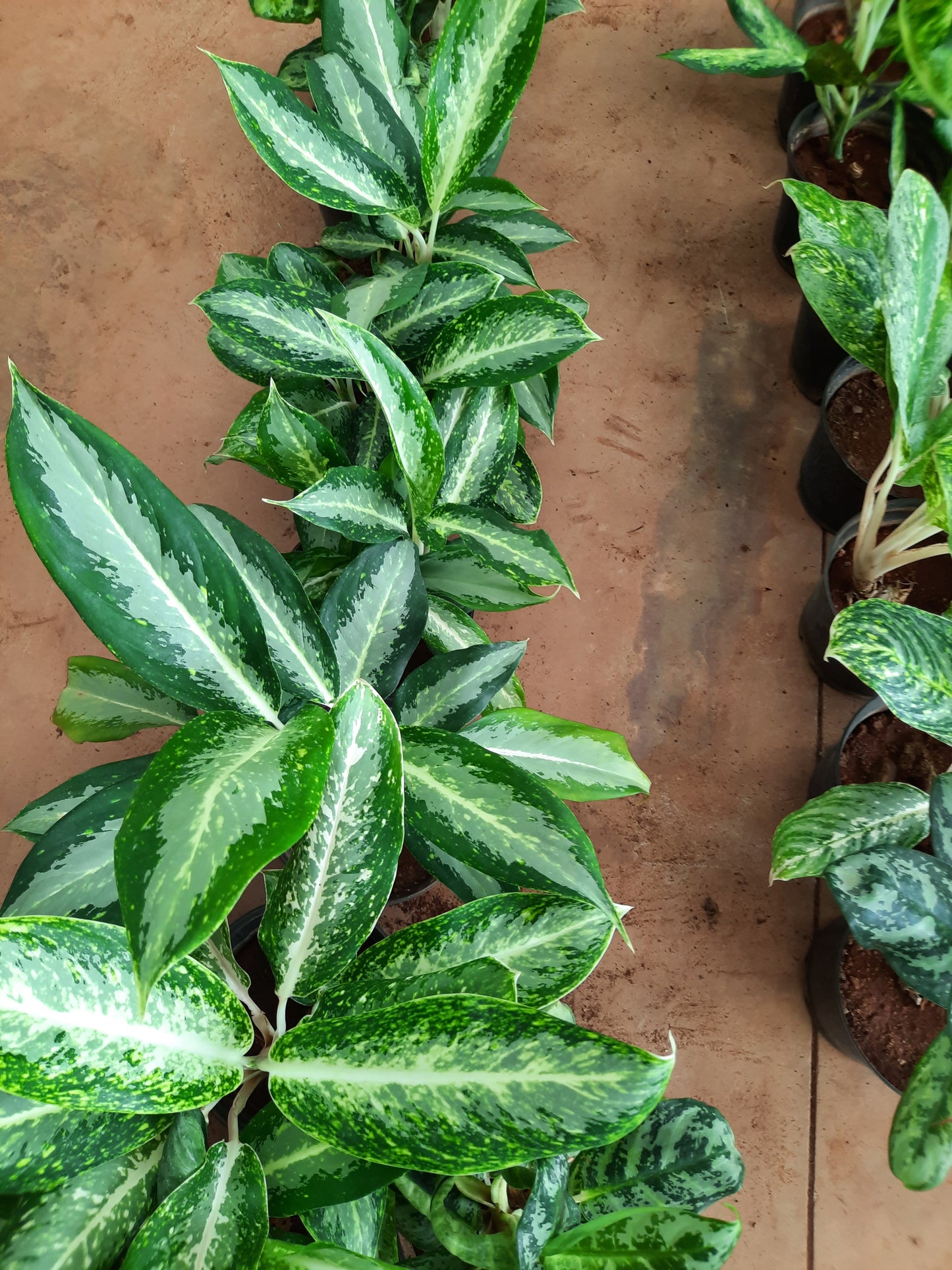 Chinese Evergreen /Aglaonema spp in 6inch nursery pot