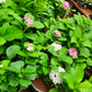 Hydrangea flower plant in 5inch nursery pot (without flower)