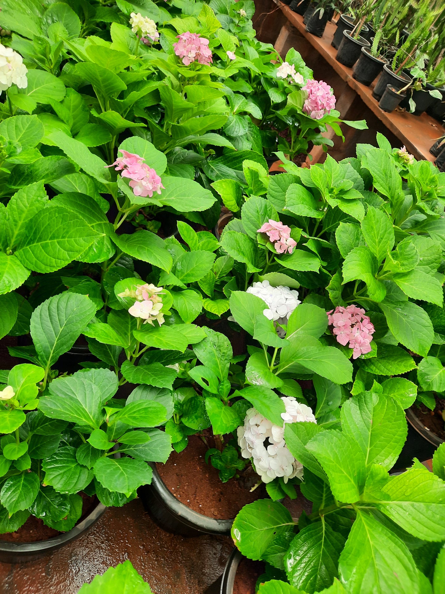 Hydrangea flower plant in 5inch nursery pot (without flower)