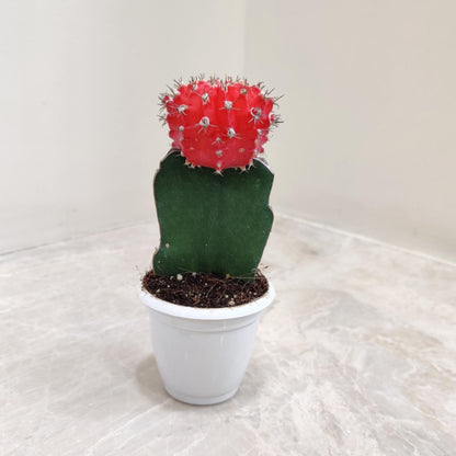 Gymnocalcium Moon Cactus 5.5 cm pot