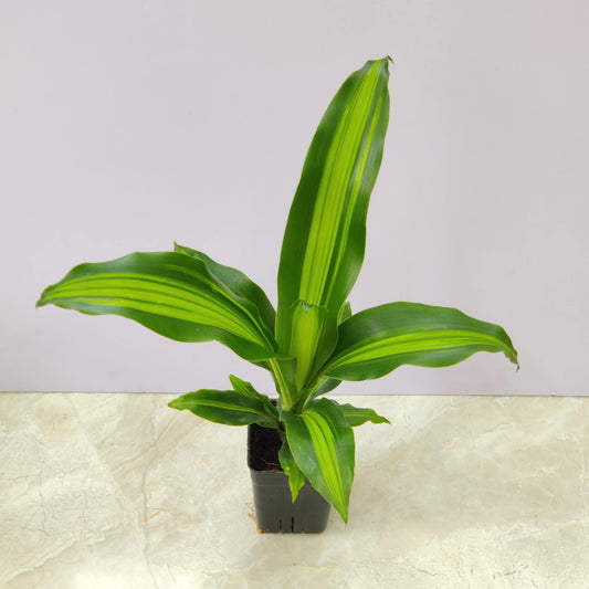 Dracaena Massangeana Giganta Plant 8.5 cm pot