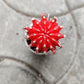 Gymnocalcium Moon Cactus 5.5 cm pot
