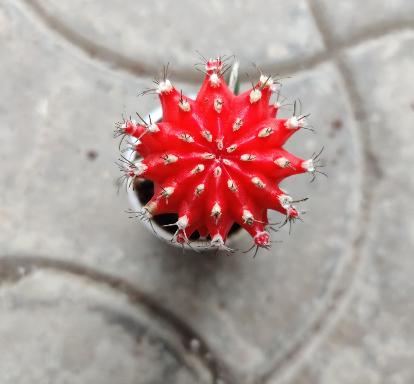 Gymnocalcium Moon Cactus 5.5 cm pot