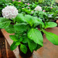 Hydrangea flower plant in 5inch nursery pot (without flower)