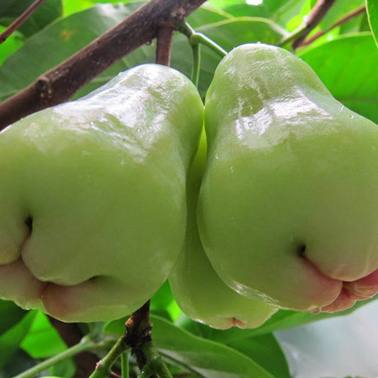Two green fruits hanging from a tree branch with leaves in the background.