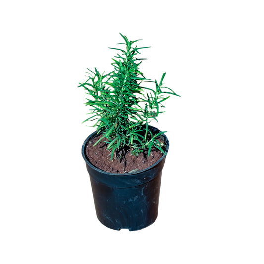 Rosemary plant in 4inch pot