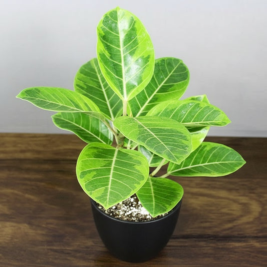 Rubber Plant Lemon Lime 3-4ft in 8inch pot
