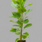 Rubber Plant Lemon Lime 3-4ft in 8inch pot