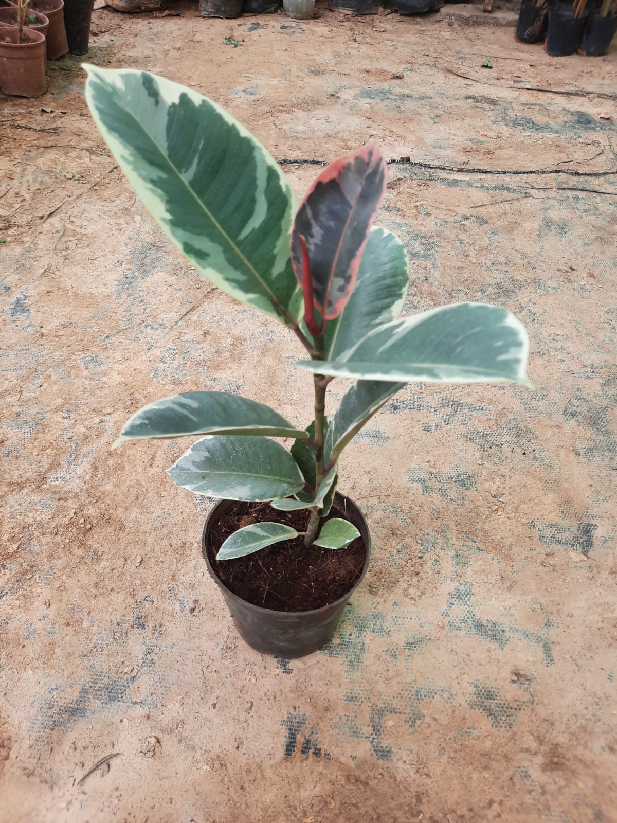 Potted plant with variegated leaves on a textured surface