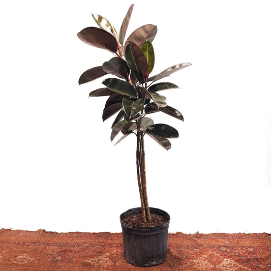 Rubber Plant 3- 4 ft in 8inch pot