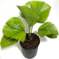 ruffled fan palm 1+ ft height in 6 inch pot.
