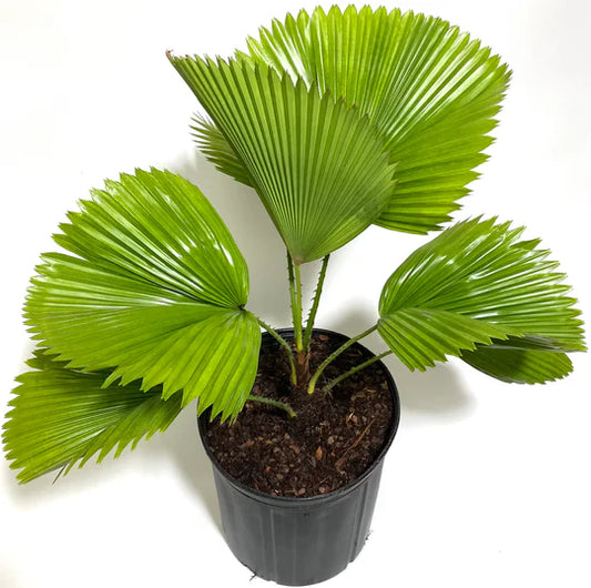 ruffled fan palm in 4.5 inch pot