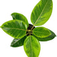 Rubber Plant Lemon Lime in 5inch pot
