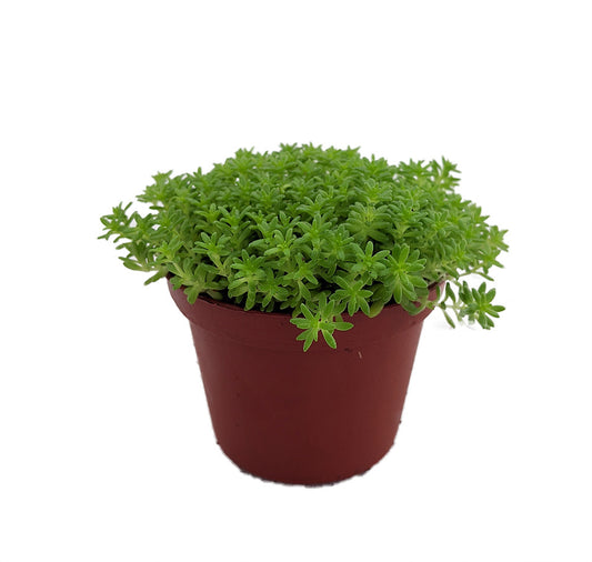 Sedum in 4 inch pot