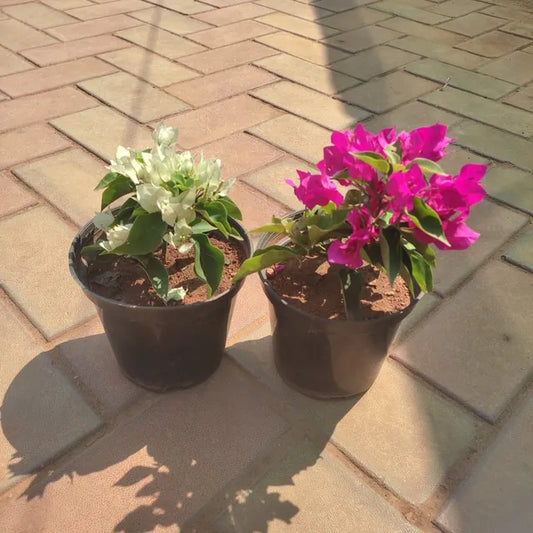 Set of 2 - Bougainvillea (white and pink)
