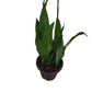 Snake plant green big in 8inch nursery pot