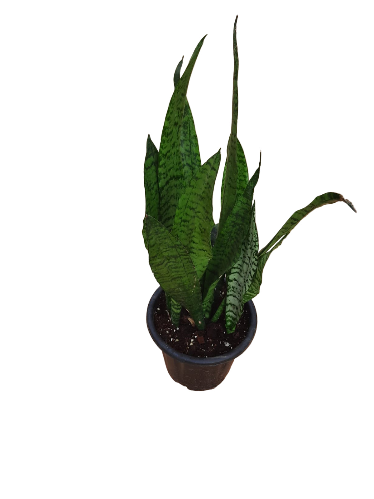 Snake plant green big in 8inch nursery pot