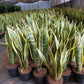 Snake plant variegated in 5inch pot