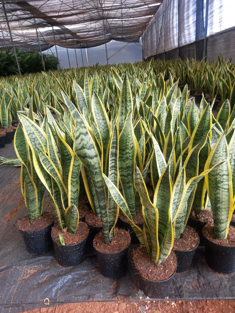 Snake plant variegated in 5inch pot