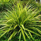 Spider Plant Yellow in 6inch pot
