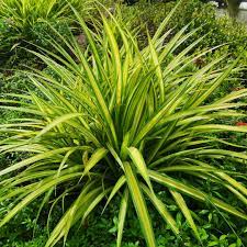 Spider Plant Yellow in 6inch pot