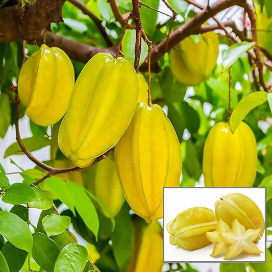 Yellow star fruits hanging on a tree with an inset showing a close-up of the fruit.