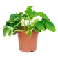 strawberry plant without fruits in 5inch pot