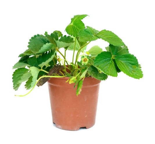 strawberry plant without fruits in 5inch pot