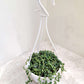 String of Pearl in 10cm hanging pot