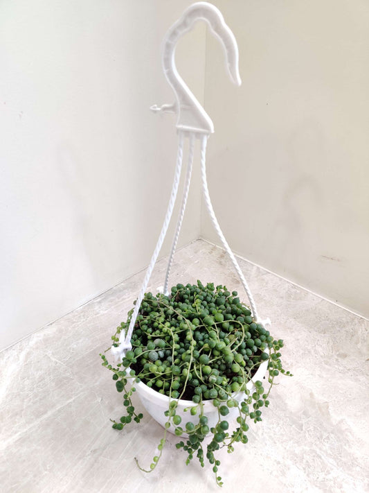 String of Pearl in 10cm hanging pot