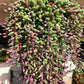 Potted plant with green leaves and purple accents on a neutral background