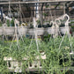 Plants hanging from hooks in a greenhouse setting