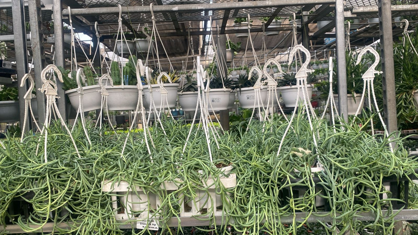 Plants hanging from hooks in a greenhouse setting