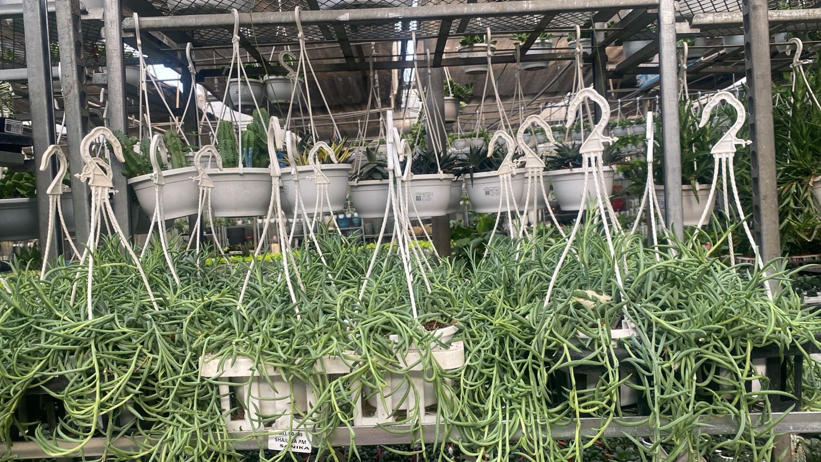 Plants hanging from hooks in a greenhouse setting