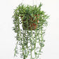 Hanging green strings Of banna1 plant in a pot on a white background