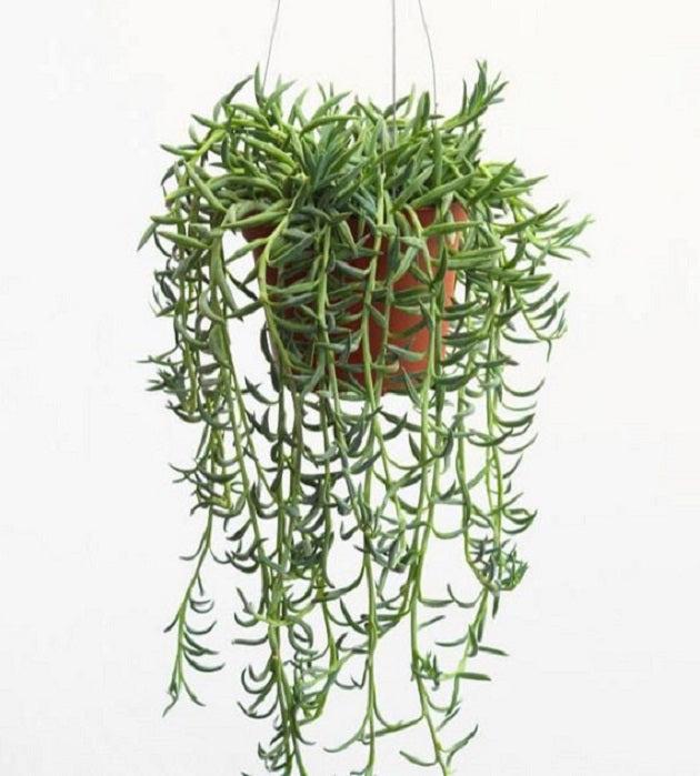 Hanging green strings Of banna1 plant in a pot on a white background