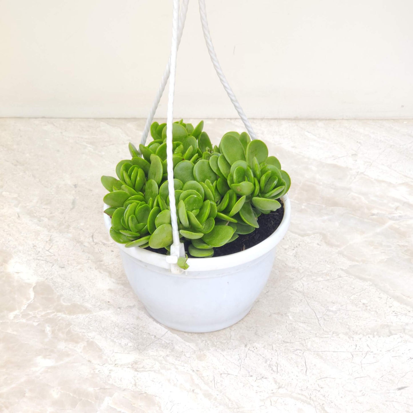 Crassula Hanging 15 cm Hanging pot