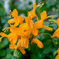tecoma honeysuckle orange plant in 4inch pot