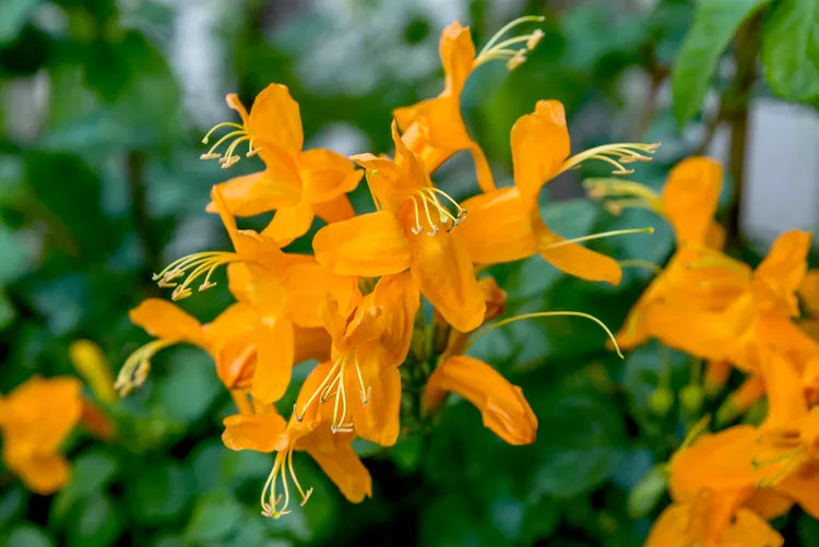 tecoma honeysuckle orange plant in 4inch pot