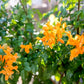 tecoma honeysuckle orange plant in 4inch pot