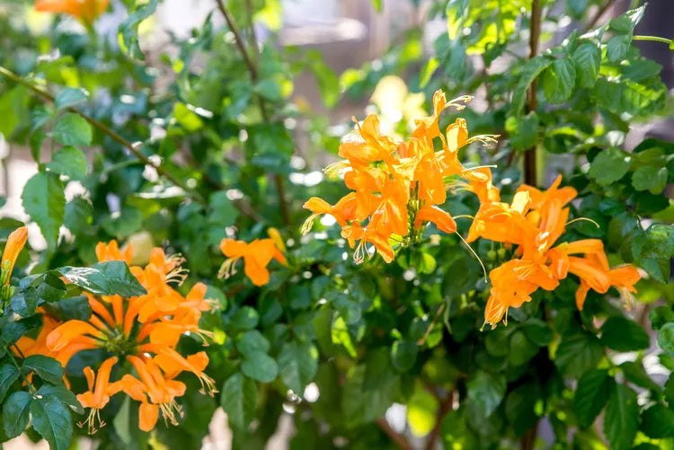 tecoma honeysuckle orange plant in 4inch pot