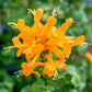 tecoma honeysuckle orange plant in 4inch pot