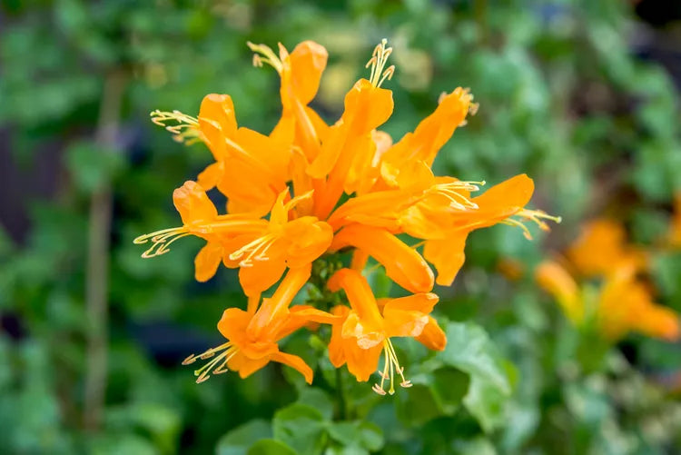 tecoma honeysuckle orange plant in 4inch pot