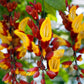 Scarlet Clock Vine (Thunbergia) live plant in 4inch pot