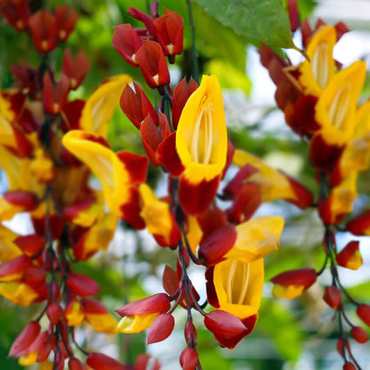 Scarlet Clock Vine (Thunbergia) live plant in 4inch pot