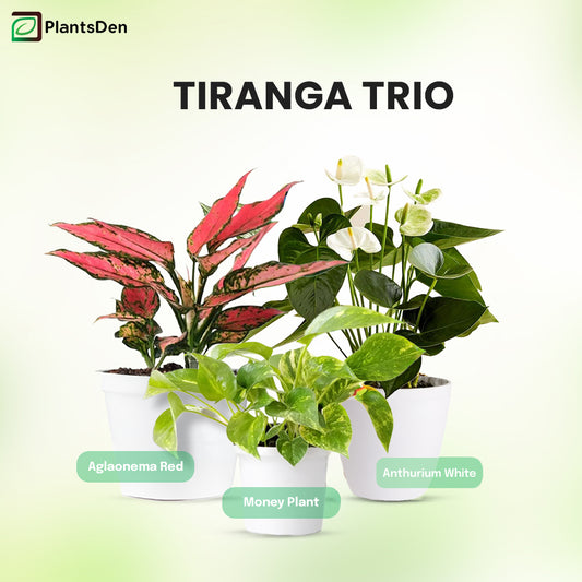 Tiranga Trio - Red Aglaonema, White Anthurium  and Green Money plant