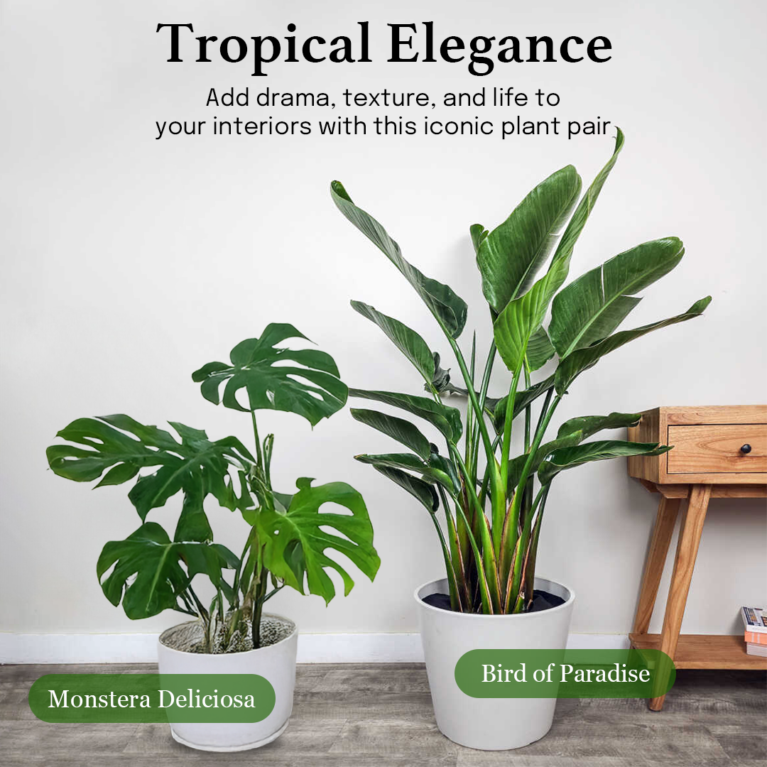 Tropical Elegance - Bird of Paradise in 8inch and Monstera in 7inch pot